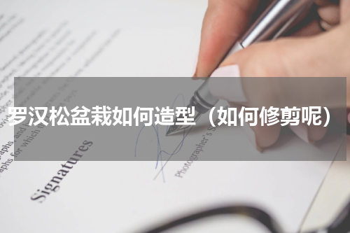 罗汉松盆栽如何造型（如何修剪呢）