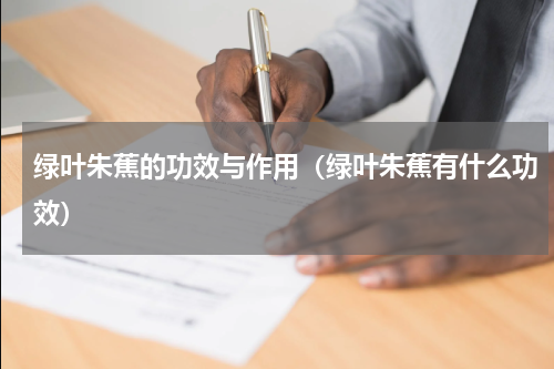 绿叶朱蕉的功效与作用（绿叶朱蕉有什么功效）