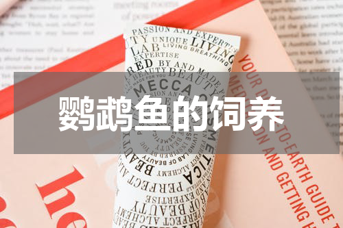 鹦鹉鱼的饲养