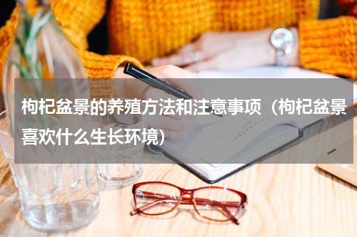 枸杞盆景的养殖方法和注意事项（枸杞盆景喜欢什么生长环境）