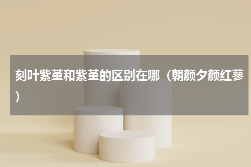刻叶紫堇和紫堇的区别在哪（朝颜夕颜红蓼）