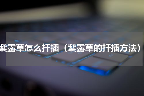 紫露草怎么扦插（紫露草的扦插方法）