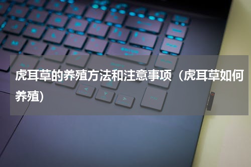 虎耳草的养殖方法和注意事项（虎耳草如何养殖）