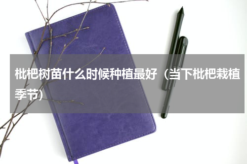 枇杷树苗什么时候种植最好（当下枇杷栽植季节）