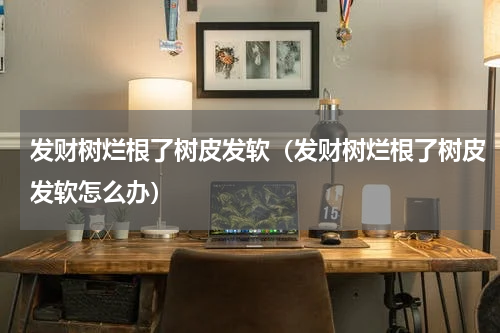 发财树烂根了树皮发软（发财树烂根了树皮发软怎么办）