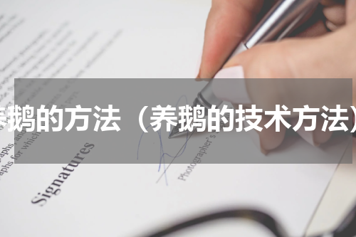 养鹅的方法（养鹅的技术方法）