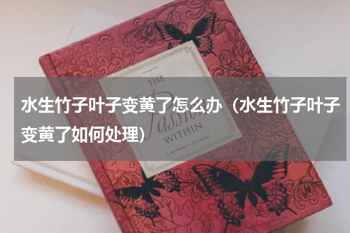 水生竹子叶子变黄了怎么办（水生竹子叶子变黄了如何处理）
