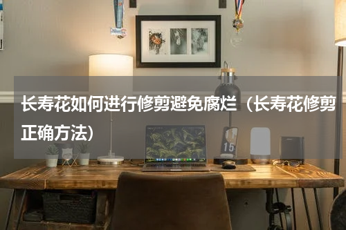 长寿花如何进行修剪避免腐烂（长寿花修剪正确方法）