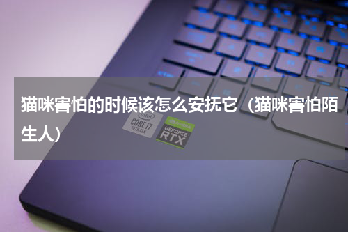 猫咪害怕的时候该怎么安抚它（猫咪害怕陌生人）
