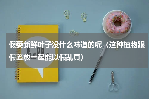 假蒌新鲜叶子没什么味道的呢（这种植物跟假蒌放一起能以假乱真）