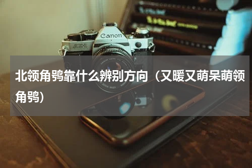 北领角鸮靠什么辨别方向（又暖又萌呆萌领角鸮）
