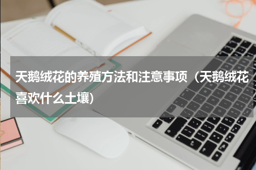 天鹅绒花的养殖方法和注意事项（天鹅绒花喜欢什么土壤）