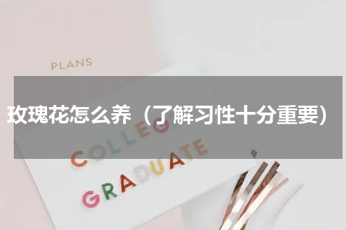 玫瑰花怎么养（了解习性十分重要）