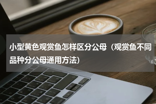 小型黄色观赏鱼怎样区分公母（观赏鱼不同品种分公母通用方法）