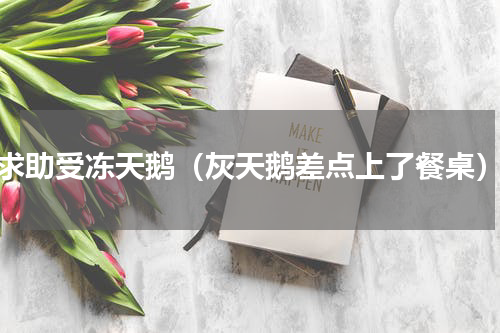 求助受冻天鹅（灰天鹅差点上了餐桌）