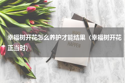 幸福树开花怎么养护才能结果（幸福树开花正当时）