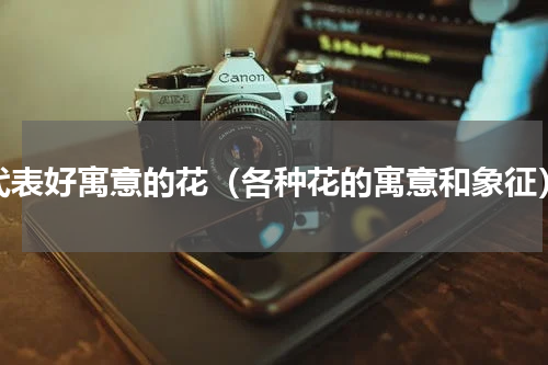 代表好寓意的花（各种花的寓意和象征）