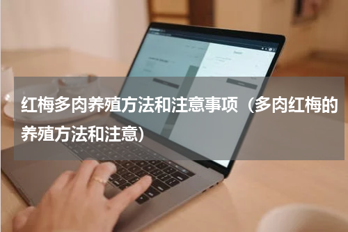 红梅多肉养殖方法和注意事项（多肉红梅的养殖方法和注意）