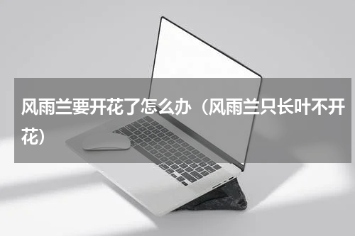 风雨兰要开花了怎么办（风雨兰只长叶不开花）
