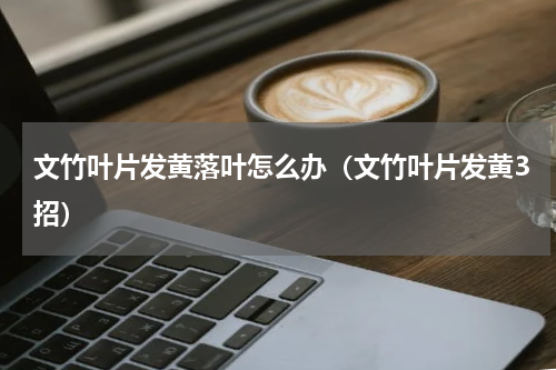 文竹叶片发黄落叶怎么办（文竹叶片发黄3招）