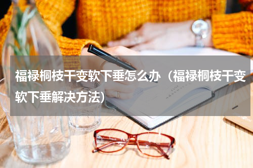 福禄桐枝干变软下垂怎么办（福禄桐枝干变软下垂解决方法）