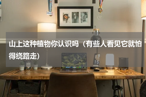 山上这种植物你认识吗（有些人看见它就怕得绕路走）