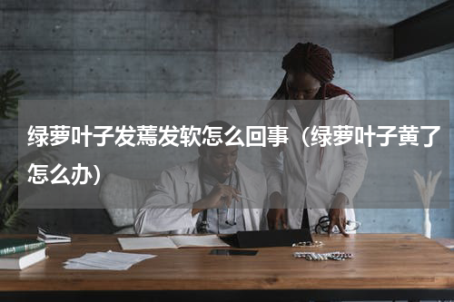 绿萝叶子发蔫发软怎么回事（绿萝叶子黄了怎么办）