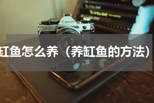 缸鱼怎么养（养缸鱼的方法）