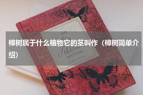 樟树属于什么植物它的茎叫作（樟树简单介绍）