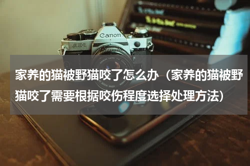 家养的猫被野猫咬了怎么办（家养的猫被野猫咬了需要根据咬伤程度选择处理方法）