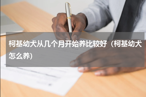 柯基幼犬从几个月开始养比较好（柯基幼犬怎么养）