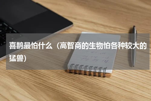 喜鹊最怕什么（高智商的生物怕各种较大的猛兽）