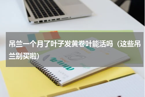吊兰一个月了叶子发黄卷叶能活吗（这些吊兰别买啦）