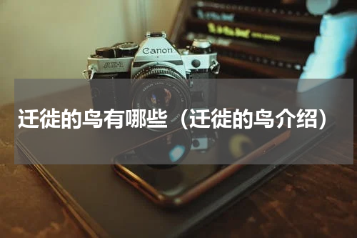 迁徙的鸟有哪些（迁徙的鸟介绍）