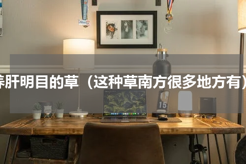 养肝明目的草（这种草南方很多地方有）