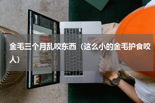 金毛三个月乱咬东西（这么小的金毛护食咬人）