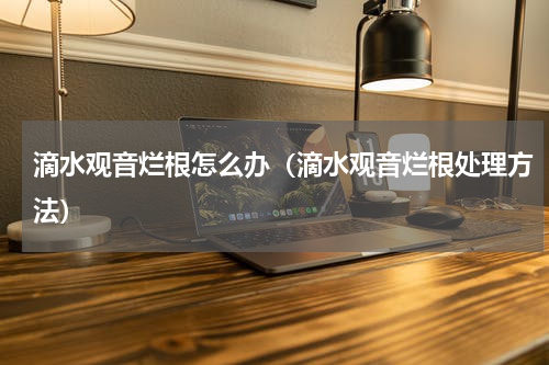 滴水观音烂根怎么办（滴水观音烂根处理方法）