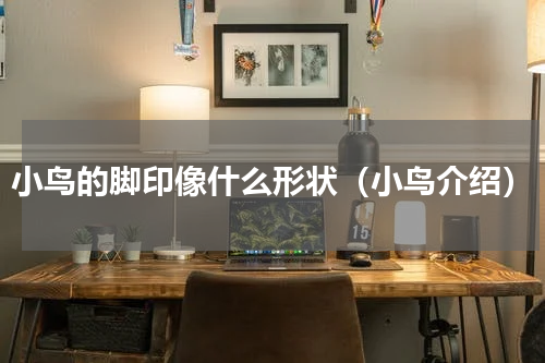 小鸟的脚印像什么形状（小鸟介绍）