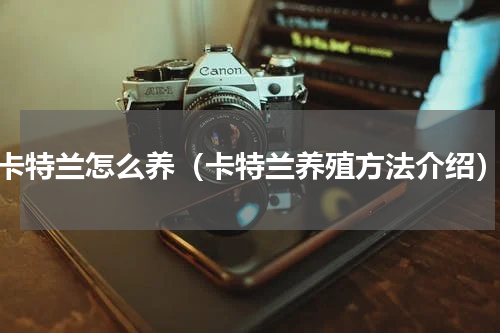 卡特兰怎么养（卡特兰养殖方法介绍）