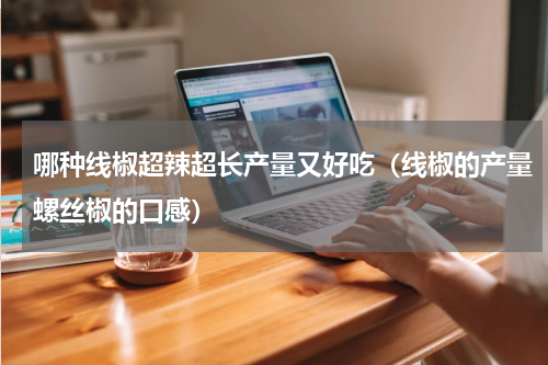 哪种线椒超辣超长产量又好吃（线椒的产量螺丝椒的口感）