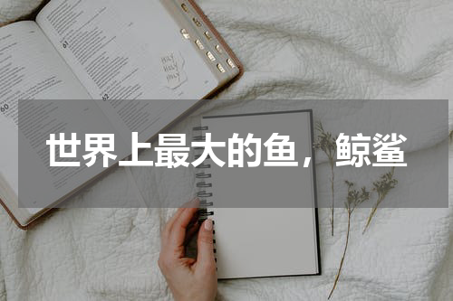 世界上最大的鱼，鲸鲨