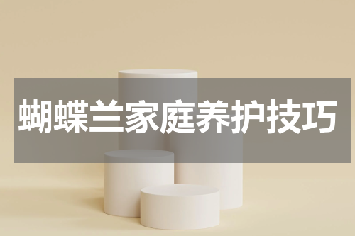 蝴蝶兰家庭养护技巧