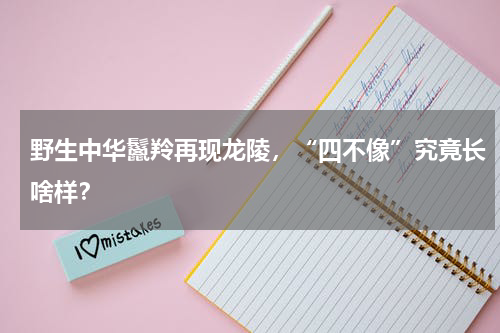 野生中华鬣羚再现龙陵，“四不像”究竟长啥样？