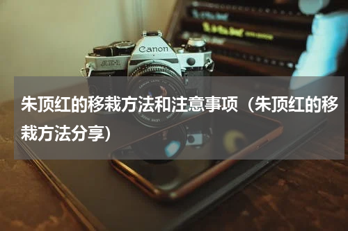 朱顶红的移栽方法和注意事项（朱顶红的移栽方法分享）