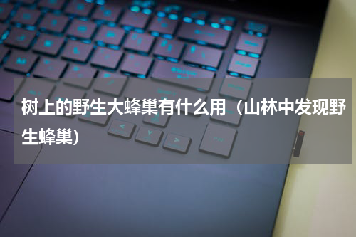 树上的野生大蜂巢有什么用（山林中发现野生蜂巢）