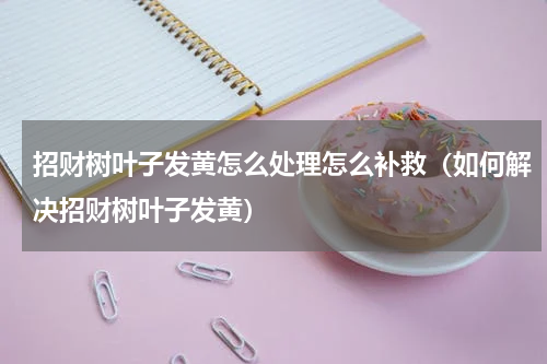 招财树叶子发黄怎么处理怎么补救（如何解决招财树叶子发黄）