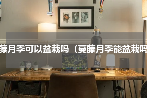 蔓藤月季可以盆栽吗（蔓藤月季能盆栽吗）