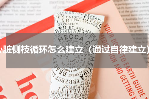 心脏侧枝循环怎么建立（通过自律建立）