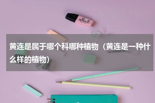 黄连是属于哪个科哪种植物（黄连是一种什么样的植物）