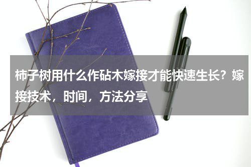 柿子树用什么作砧木嫁接才能快速生长？嫁接技术，时间，方法分享